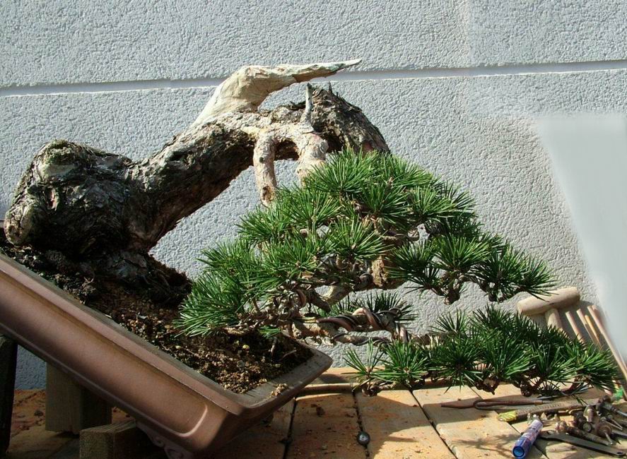 Scots_Pine_Bonsai_Ruben (2).jpg