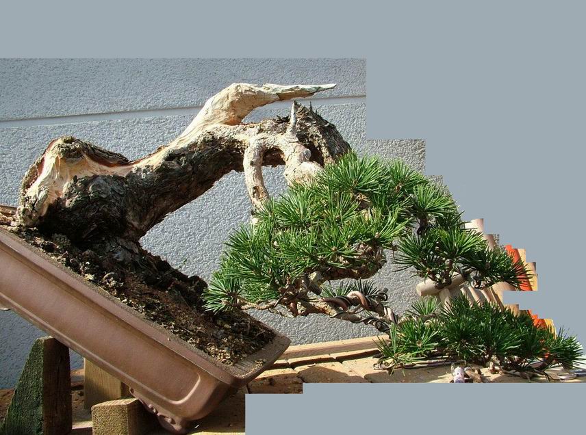 Scots_Pine_Bonsai_Ruben (3).jpg