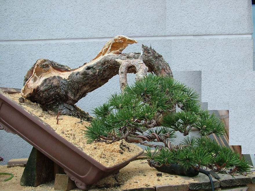 Scots_Pine_Bonsai_Ruben (6).jpg