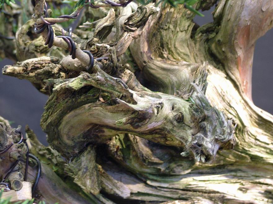 Yew_Bonsai_Tracy(3).jpg