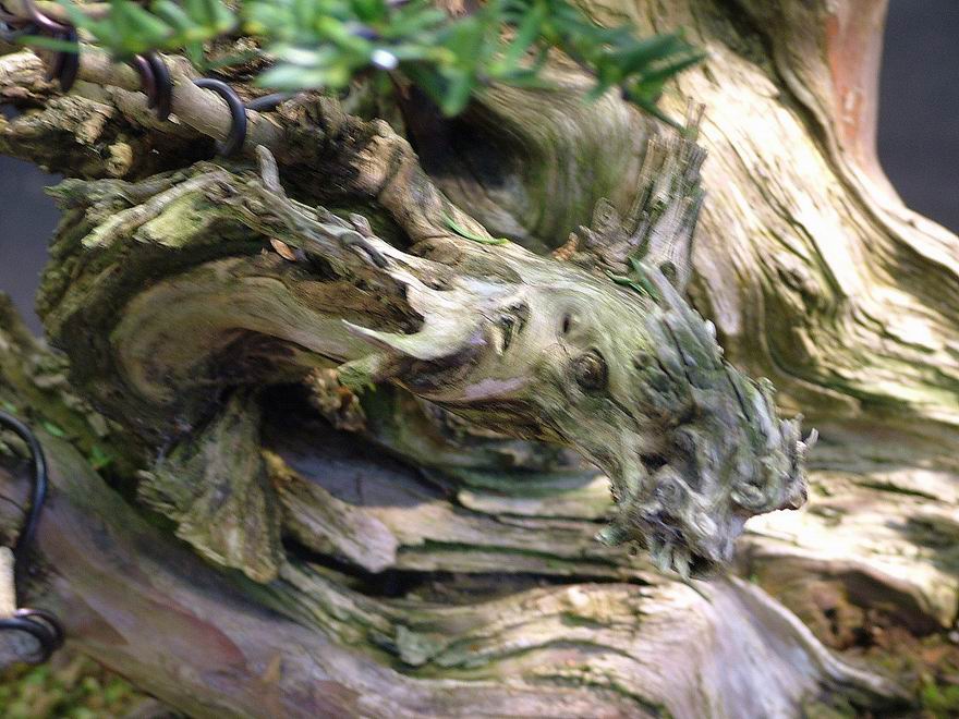Yew_Bonsai_Tracy(4).jpg
