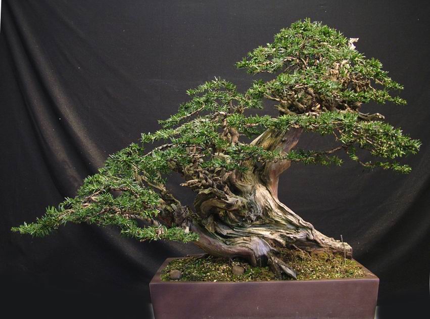 Yew_Bonsai_Tracy(5).jpg