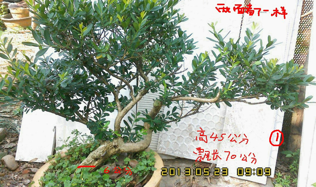 IMG0523090900.jpg