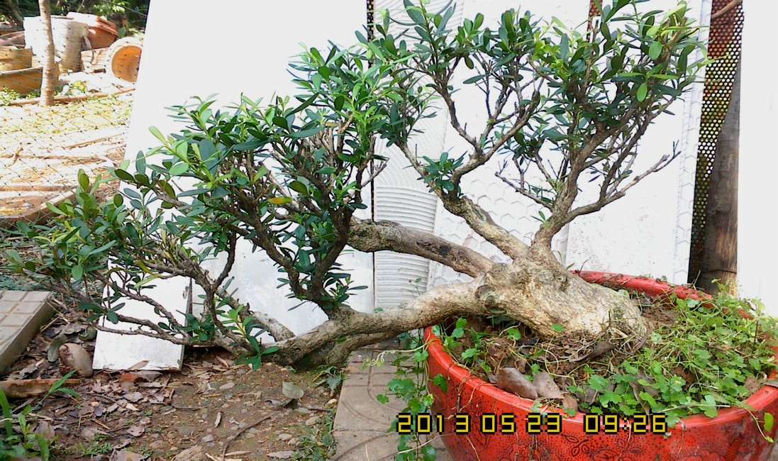 IMG0523092600.jpg
