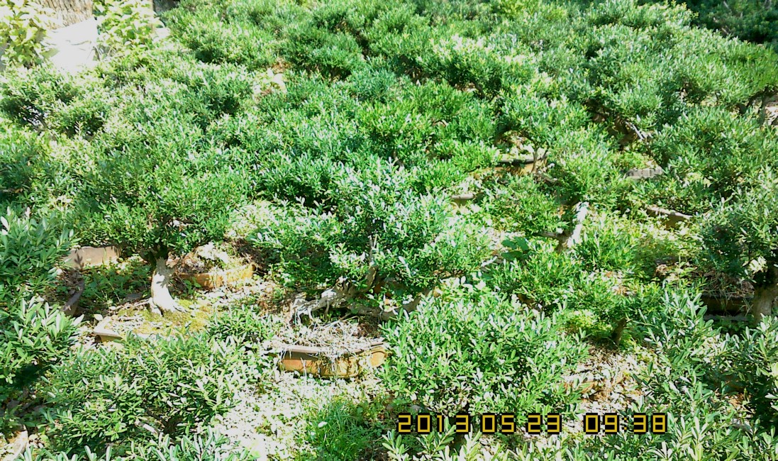 IMG0523093802.jpg