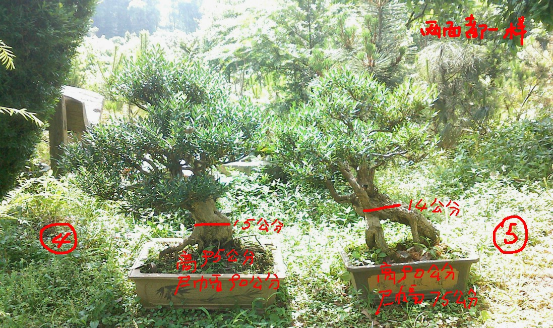 IMG0523100800.jpg