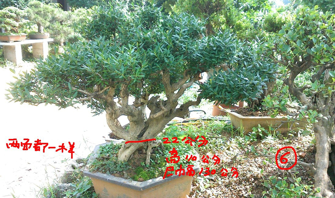 IMG0523100900.jpg