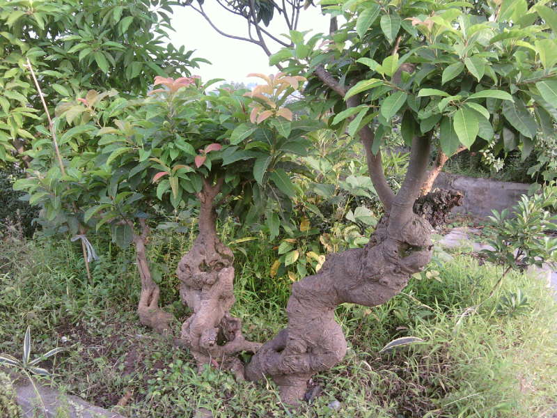 Ƭ-0144.jpg
