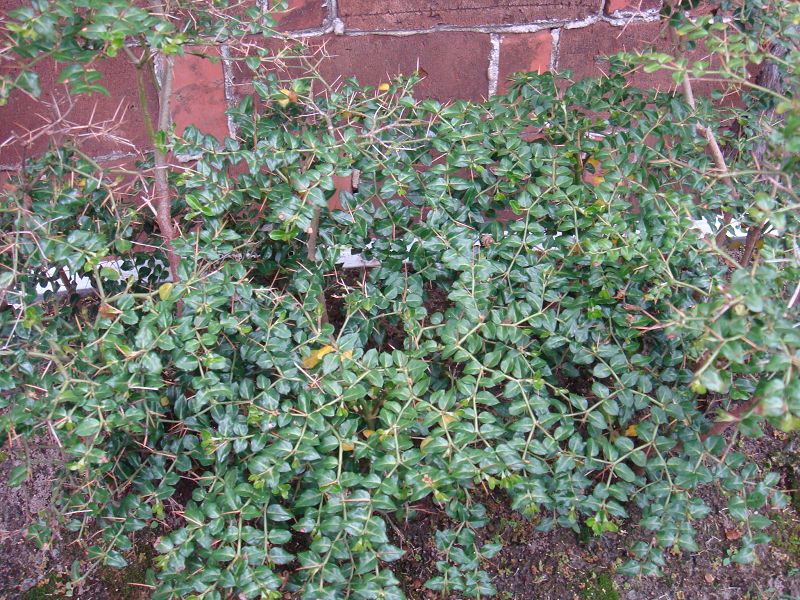 DSC03886.JPG