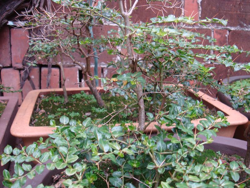 DSC03888.JPG