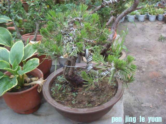 DSC01439.JPG