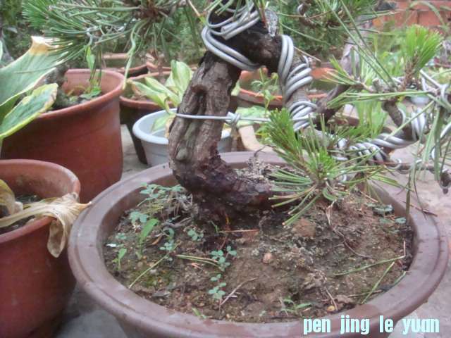 DSC01440.JPG
