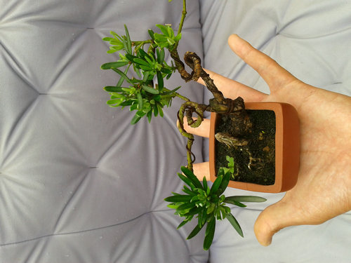 2013-05-17 13.33.29.jpg