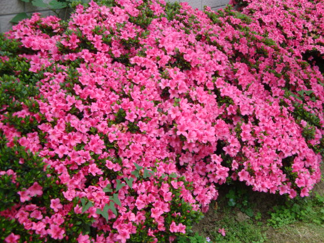 DSC03915.JPG