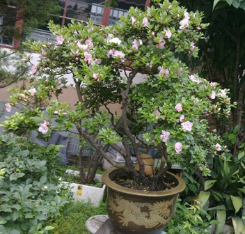 20130528204.jpg