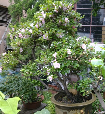20130528205.jpg