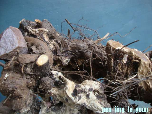DSC05505.JPG