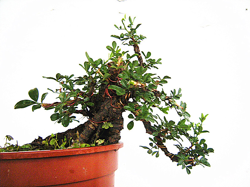 DSCN2623_.jpg