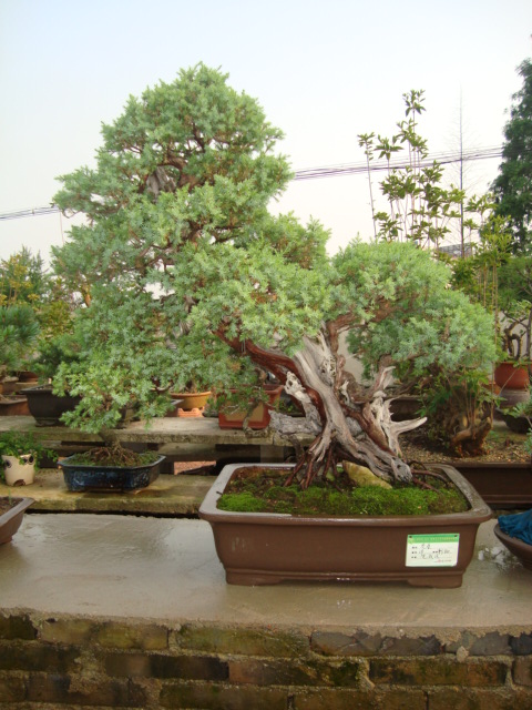 DSC07178.jpg