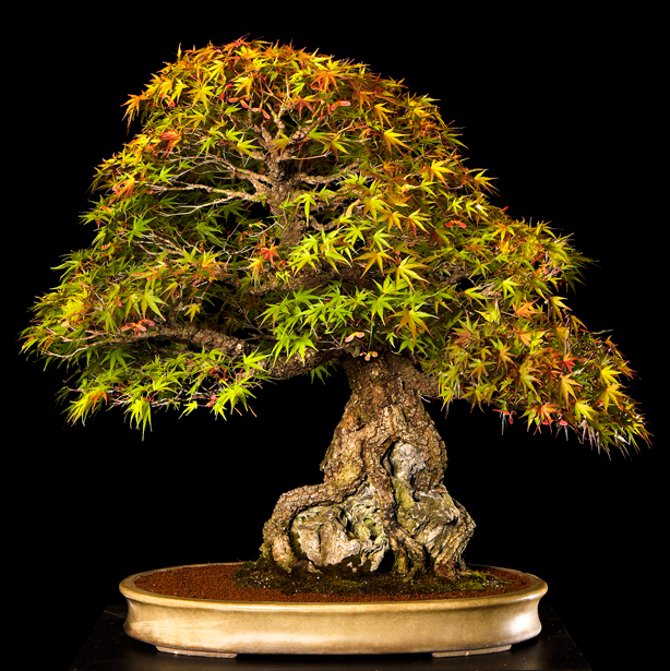 image_1041_bonsai-autumn-2009-ch.jpg
