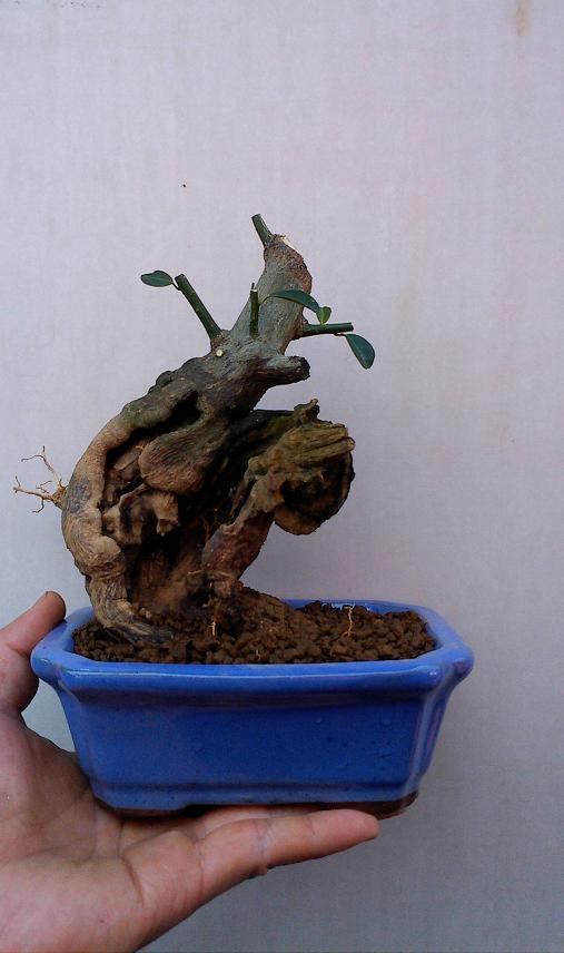 IMG0530131801.jpg