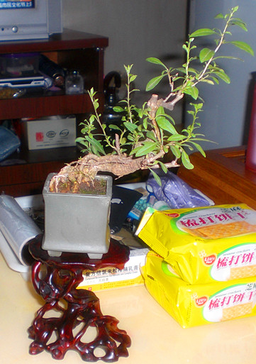 CIMG1139_.jpg