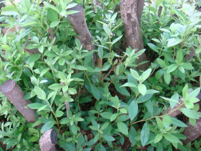 DSC03136.JPG