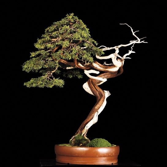 image_1035_bonsai-autumn-2009-ch.jpg