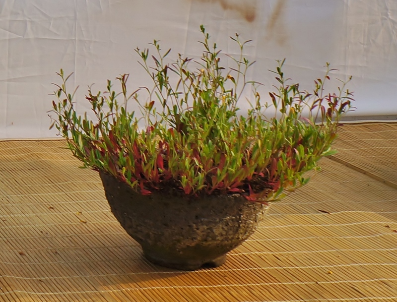 DSC01614 (800x609).jpg