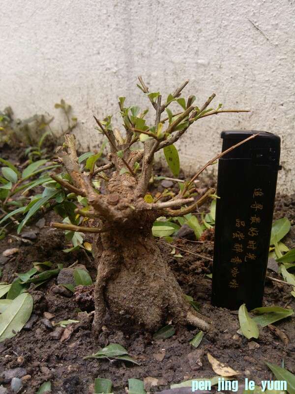 IMG20130531132700.jpg