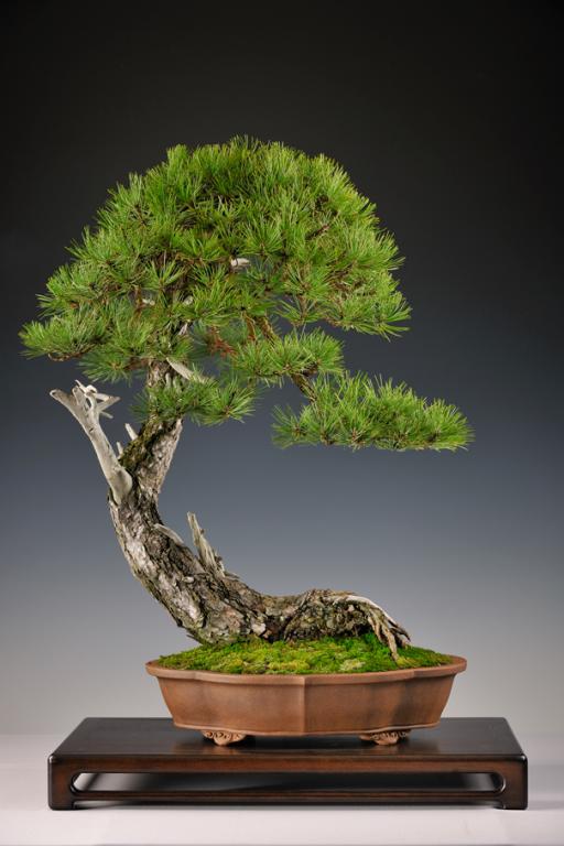 image_1118_gallery-various-bonsai.jpg