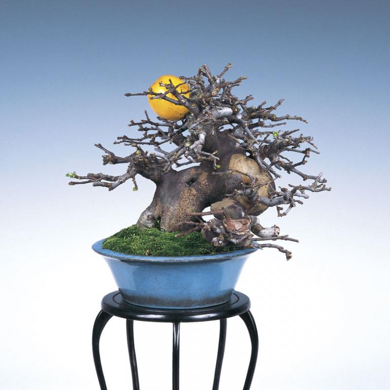 image_1345_shohin-bonsai-of-japan.jpg