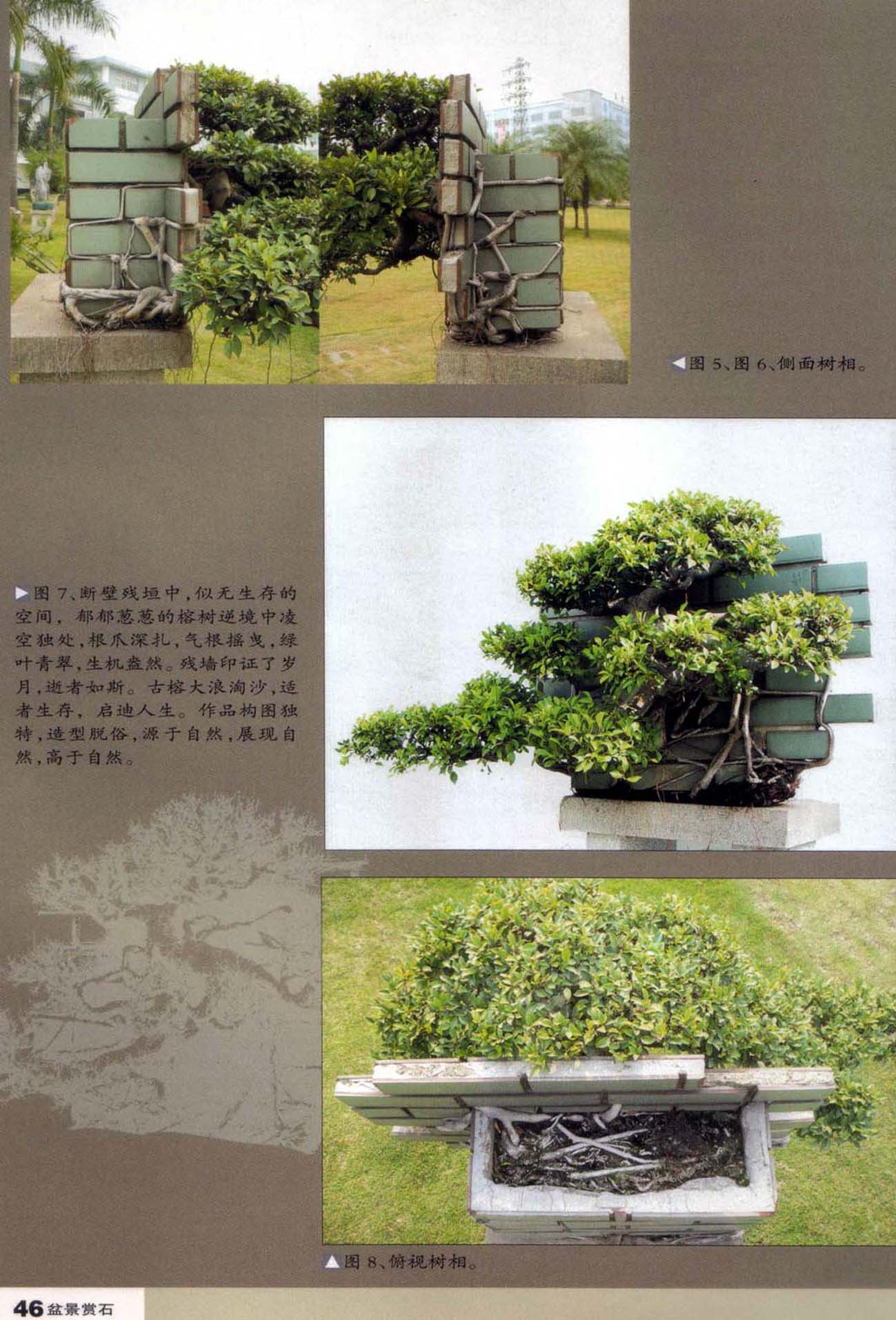 ѧ-桵2.jpg