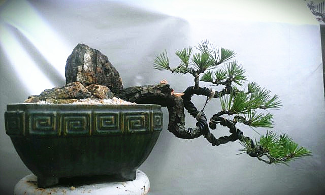IMAG1764-1__ת.jpg
