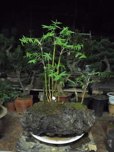 DSCF0054.jpg
