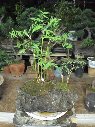 DSCF0055.jpg