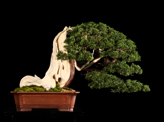 image_1037_bonsai-autumn-2009-ch.jpg