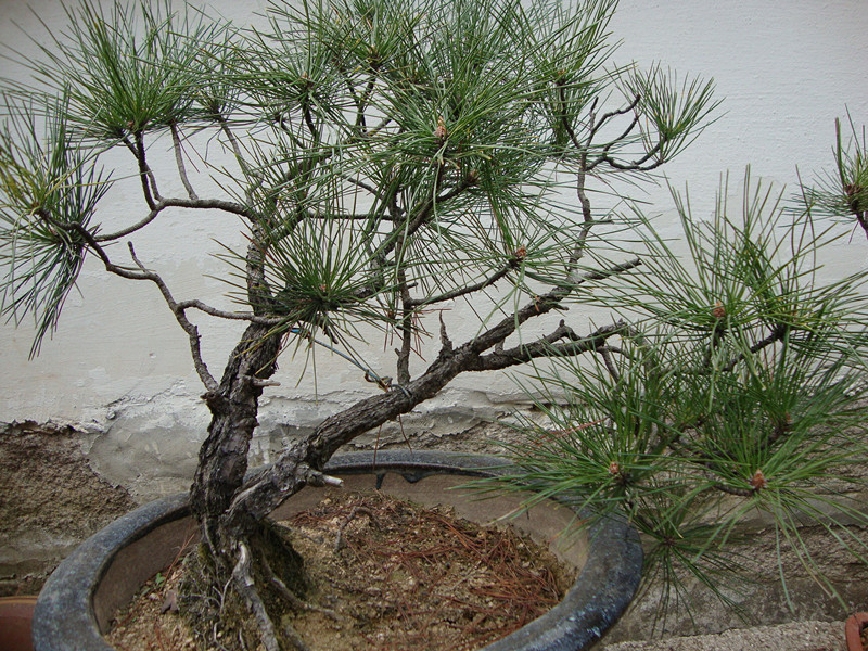 DSC00956_.jpg