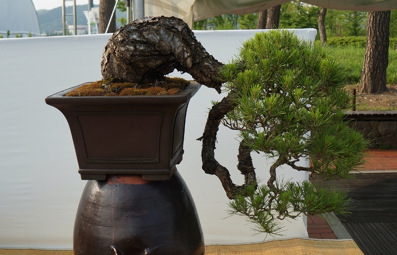 DSC01603 (800x515).jpg