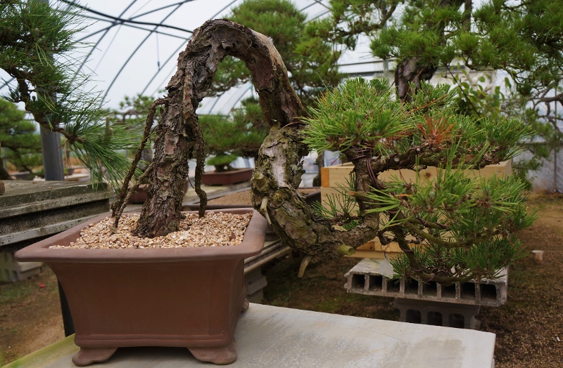 DSC01763 (800x524).jpg