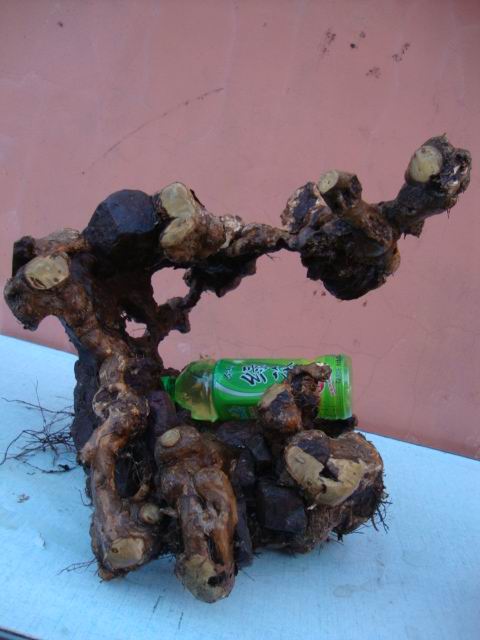 DSC05674.JPG