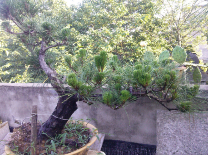 IMG_20130603_172826.jpg