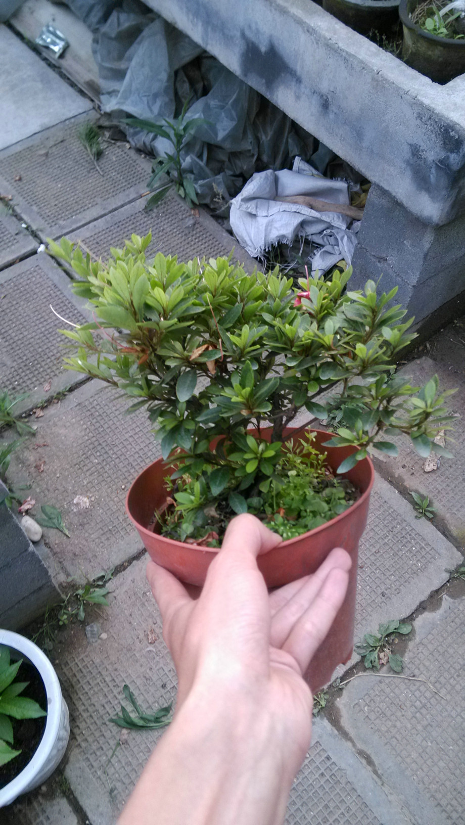 IMG_20130604_182108_1.jpg