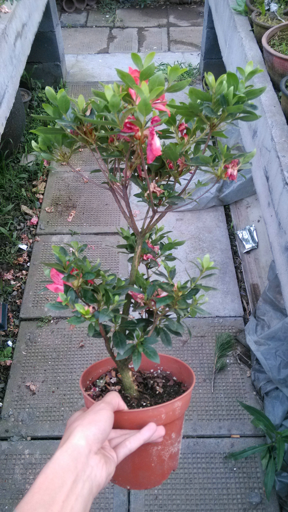 IMG_20130604_182134_1.jpg