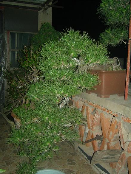 SNC11207.JPG