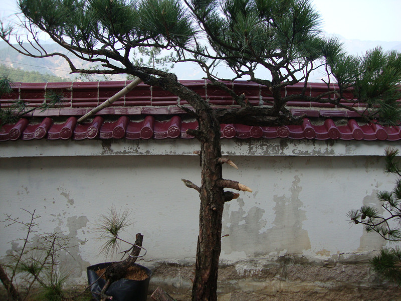 DSC00991_.jpg
