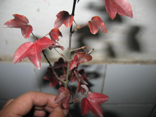 Ƭ 001.jpg