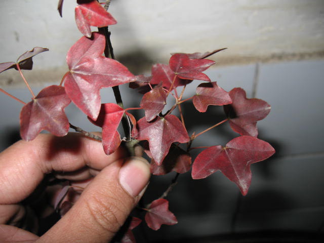 Ƭ 002.jpg