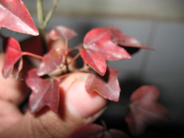 Ƭ 005.jpg