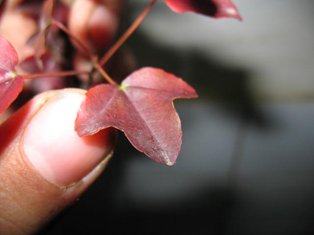 Ƭ 006.jpg